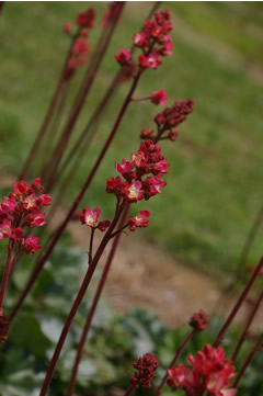 Heuchera 'Magic Wand'