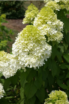 Hydrangea paniculata 'Limelight'