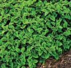 Plectranthus ciliatus Robert E. Lyons ©