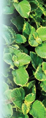 Plectranthus forsteriGreen on Green Robert E. Lyons ©
