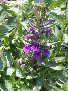 Lobelia 'Fan Blue'