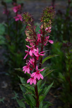 Lobelia 'Fan Salmon'