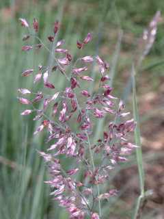 Melinis nerviglumis 'Savannah'