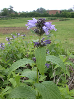 Nepeta subsessilis