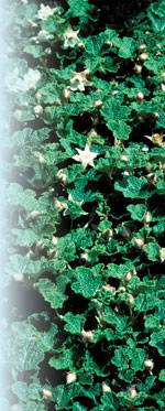 'Emerald Carpet' Robert E. Lyons©