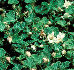 'Emerald Carpet' Robert E. Lyons©