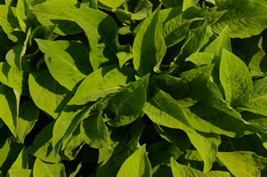 Persicaria 'Brush Strokes'