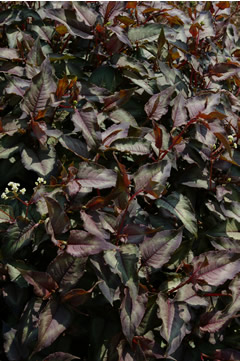 Persicaria 'Silver Dragon'