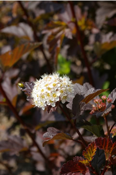 Physocarpus opulifolius 'Diabolo'