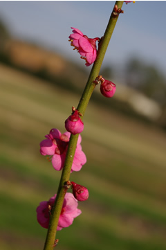 Prunus mume 'Double Red'