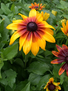 Rudbeckia hirta 'Autumn Colors'