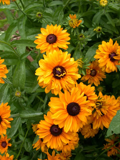 Rudbeckia hirta 'Goldilocks Improved'