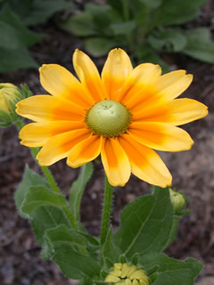 Rudbeckia hirta 'Prairie Sun'