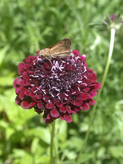 Scabiosa atropurpurea 'QIS Deep Red'