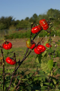 Solanum "Pumpkin on a Stick"