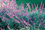 'Mealycup Sage'Photo by Robert E. Lyons