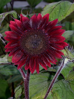 Helianthus 'Chianti'