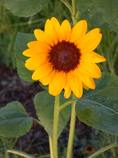 Helianthus 'Dorado Select'