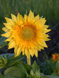 Helianthus 'Starburst Lemon Aura'