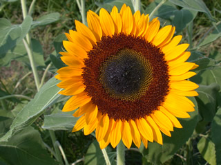 Helianthus 'Sunny'