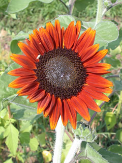 Helianthus 'Terracotta'