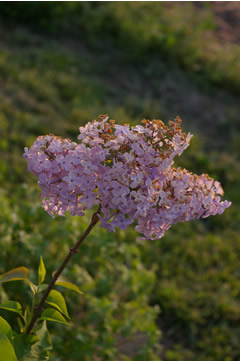 Syringa x hyacinthiflora 'Asessippi'