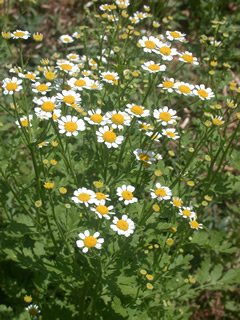 Tanacetum parthenium 'Snow Star'