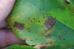 target leaf spot