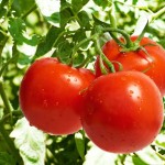 tomato canning clubs