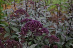 Trachelium 'Lake Louise Purple'