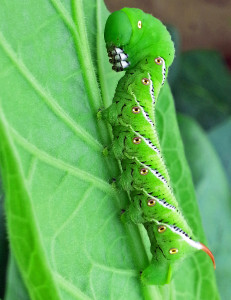 A healthy tobacco hornworm in Rocky Mount, NC. Note red horn, which distinguishes this caterpillar from tomato hornworms. Photo: Demetri Tsiolkas.