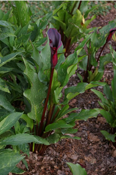 Zantedeschia 'Edge of Night'