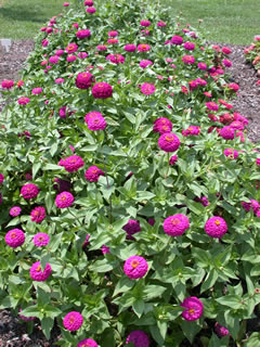 Zinnia 'Oklahoma Carmine'