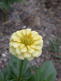 Zinnia 'Oklahoma Ivory'