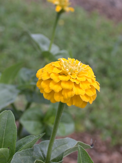 Zinnia 'Oklahoma Yellow'