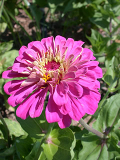 Zinnia elegans 'Sun Cherry'