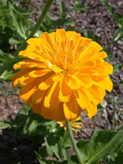 Zinnia elegans 'Sun Gold'