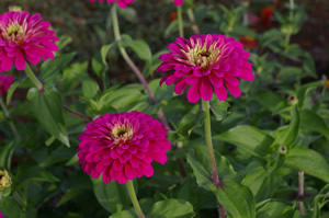 Zinnia 'Uproar Rose'