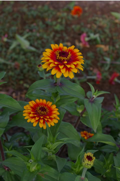 Zinnia 'Zowie Yellow Flame'