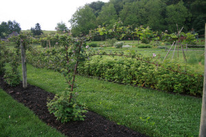 Biltmore, Blackberries, Edible, Lucy Bradley