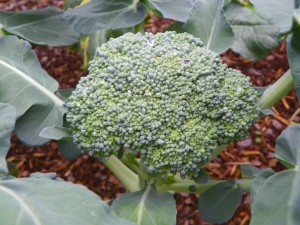 Leave broccoli plants in the ground after harvesting the main head to allow them to form side shoots. 