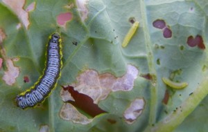 Cross striped cabbage worms feed on vegetables in the cabbage family. 