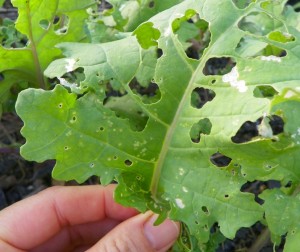 Caterpillar feeding damage.