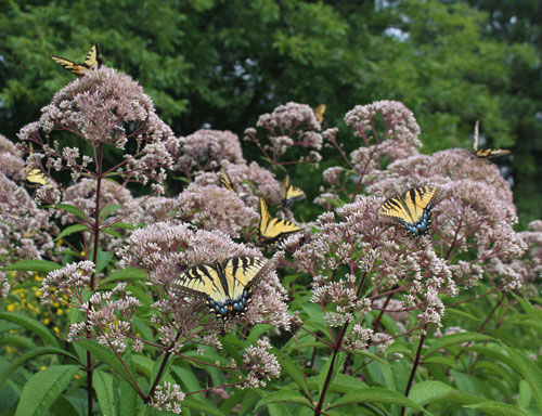 Tiger swallowtails on joe-pye weed