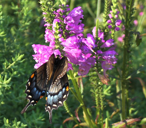 Female tiger swallowtail (black form) on obedient plant