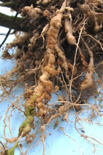 Roots infected with root knot nematodes will be knotted, bumpy, and swollen. 