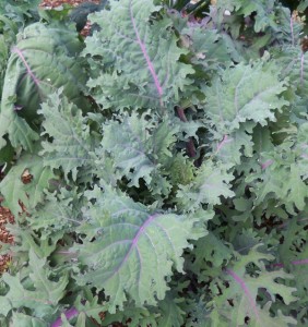 'Red Russian' Kale, an heirloom variety. 