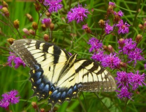 Eastern Tiger Swallowtail Butterfly