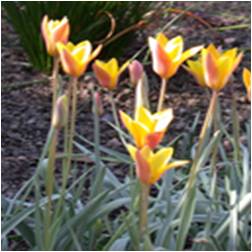 Lady tulips are smaller flowered than their hybrid cousins but much more reliable in the south. 