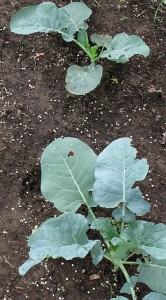 Set out broccoli and other cole crop transplants by late September. 